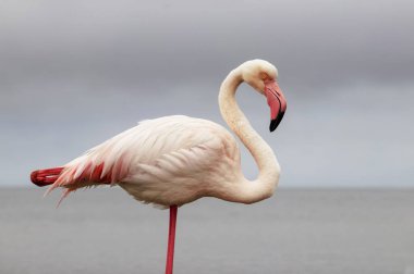 Vahşi Afrika kuşu. Pembe Afrikalı flamingo güneşli bir günde mavi gölde