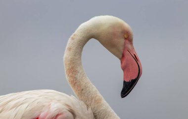 Mavi gökyüzüne karşı büyük bir flamingonun yakın çekimi.