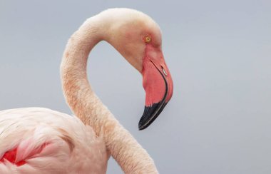 Vahşi Afrika Kuşları. Bulanık mavi arka planda büyük bir flamingoya yakın çekim