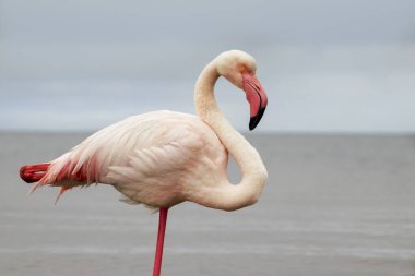 Vahşi Afrika kuşları. Mavi bir gölde parlak bir arka planda tek başına büyük bir Afrika flamingosu