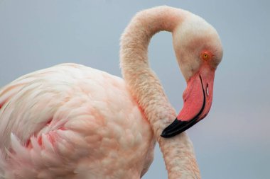 Vahşi Afrika Kuşları. Bulanık mavi arka planda büyük bir flamingoya yakın çekim