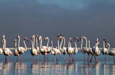 Afrika vahşi kuşları. Gökyüzüne karşı mavi gölde büyük bir flamingo sürüsü