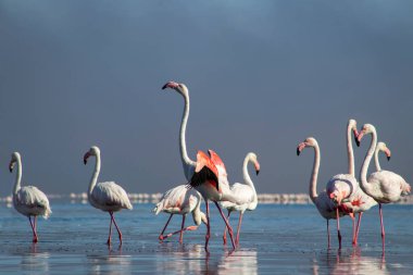 Afrika vahşi kuşları. Gökyüzüne karşı mavi gölde büyük bir flamingo sürüsü