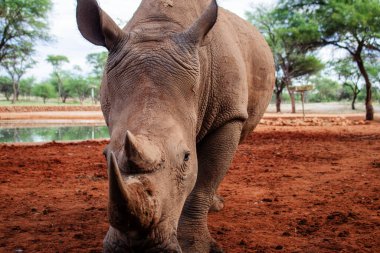 Vahşi Afrika hayvanları. Namibya 'daki Etosha Ulusal Parkı' nda otlayan erkek bir gergedanın portresi.. 