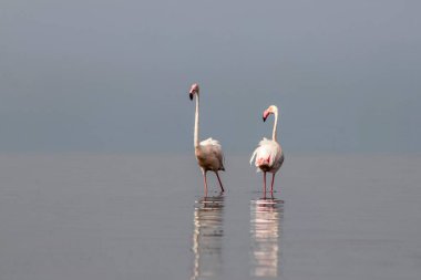 Afrika vahşi kuşları. Sabah mavi gölde iki büyük flamingo.