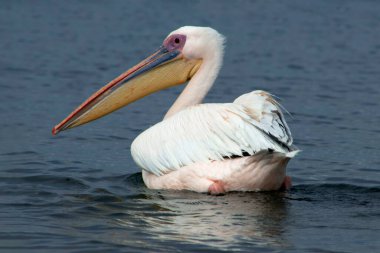 Güneşli bir sabahta mavi göldeki büyük beyaz pelikan.