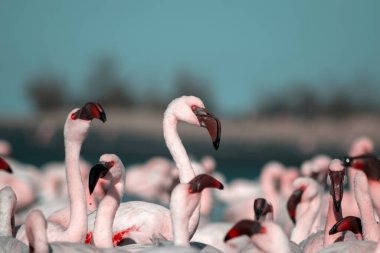 Afrika vahşi kuşları. Mavi gölde parlak gökyüzüne karşı pembe flamingo sürüsü