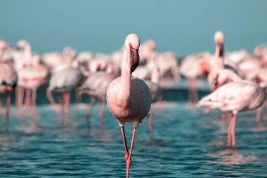 Afrika vahşi kuşları. Mavi gölde parlak gökyüzüne karşı pembe flamingo sürüsü