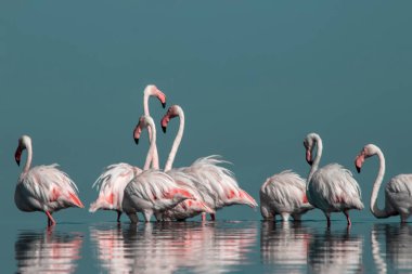 Afrika vahşi kuşları. Gökyüzüne karşı mavi gölde büyük bir flamingo sürüsü
