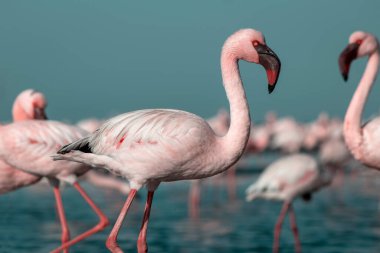 Afrika vahşi kuşları. Mavi gölde parlak gökyüzüne karşı pembe flamingo sürüsü