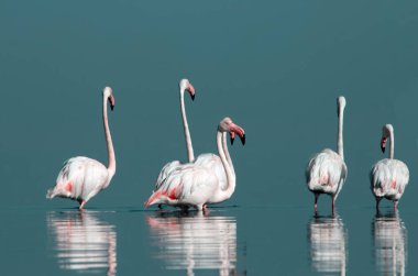 Afrika vahşi kuşları. Gökyüzüne karşı mavi gölde büyük bir flamingo sürüsü