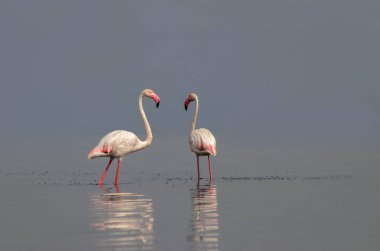 Afrika vahşi kuşları. Sabah mavi gölde iki büyük flamingo.