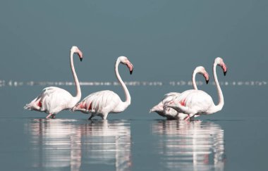 Afrika vahşi kuşları. Gökyüzüne karşı mavi gölde büyük bir flamingo sürüsü