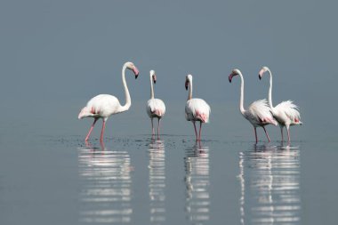 Afrika vahşi kuşları. Gökyüzüne karşı mavi gölde büyük bir flamingo sürüsü