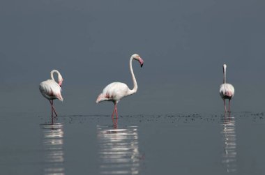 Afrika vahşi kuşları. Gökyüzüne karşı mavi gölde büyük bir flamingo sürüsü