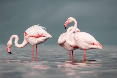 Afrika vahşi kuşları. Sabah mavi gölde iki büyük flamingo.