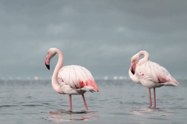 Afrika vahşi kuşları. Sabah mavi gölde iki büyük flamingo.
