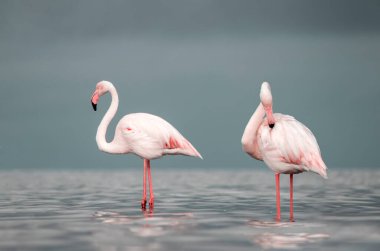 Afrika vahşi kuşları. Sabah mavi gölde iki büyük flamingo.