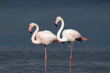 Vahşi Afrika kuşları. Mavi gölün etrafında parlak gökyüzüne karşı yürüyen iki büyük Afrikalı flamingo.