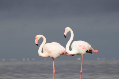 Vahşi Afrika kuşları. Mavi gölün etrafında parlak gökyüzüne karşı yürüyen iki büyük Afrikalı flamingo.