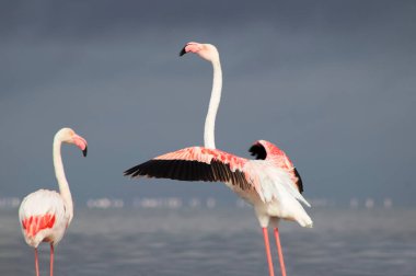 Vahşi Afrika kuşları. Mavi gölün etrafında parlak gökyüzüne karşı yürüyen iki büyük Afrikalı flamingo.