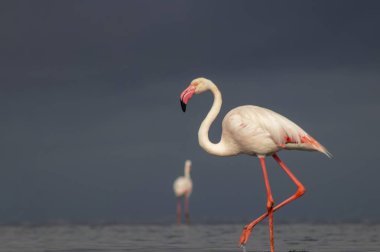 Vahşi Afrika kuşları. Mavi gölün etrafında parlak gökyüzüne karşı yürüyen iki büyük Afrikalı flamingo.