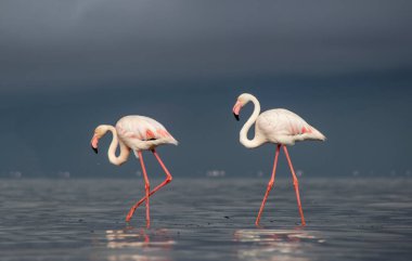 Vahşi Afrika kuşları. Mavi gölün etrafında parlak gökyüzüne karşı yürüyen iki büyük Afrikalı flamingo.