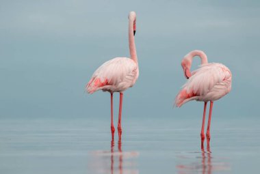 Vahşi Afrika kuşları. Mavi gölün etrafında parlak gökyüzüne karşı yürüyen iki büyük Afrikalı flamingo.