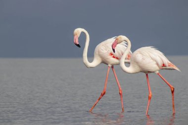 Vahşi Afrika kuşları. Mavi gölün etrafında parlak gökyüzüne karşı yürüyen iki büyük Afrikalı flamingo.