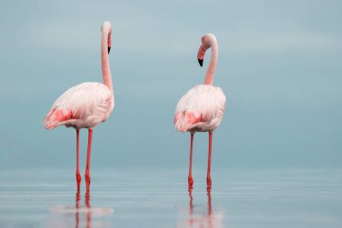 Vahşi Afrika kuşları. Mavi gölün etrafında parlak gökyüzüne karşı yürüyen iki büyük Afrikalı flamingo.