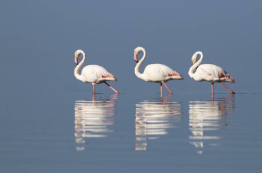Afrika vahşi kuşları. Gökyüzüne karşı mavi gölde büyük bir flamingo sürüsü