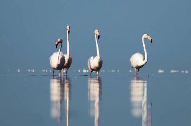 Afrika vahşi kuşları. Gökyüzüne karşı mavi gölde büyük bir flamingo sürüsü
