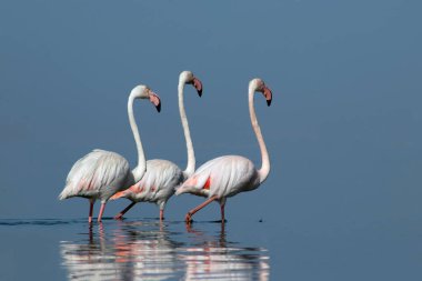Afrika vahşi kuşları. Gökyüzüne karşı mavi gölde büyük bir flamingo sürüsü