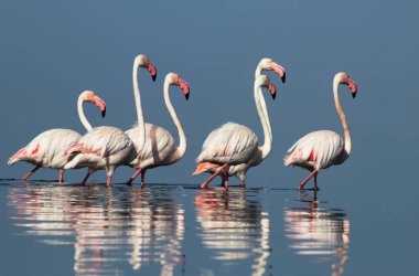 Afrika vahşi kuşları. Gökyüzüne karşı mavi gölde büyük bir flamingo sürüsü