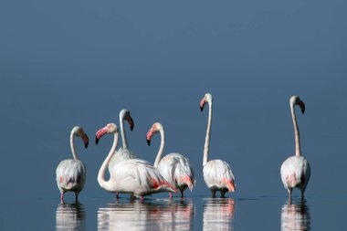 Afrika vahşi kuşları. Gökyüzüne karşı mavi gölde büyük bir flamingo sürüsü