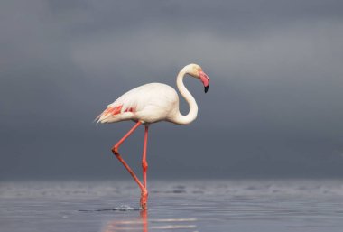 Afrika vahşi kuşları. Yalnız büyük flamingo Sabah mavi gölde