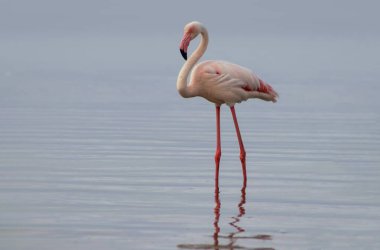 Vahşi Afrika kuşu. Pembe Afrikalı flamingo güneşli bir günde mavi gölde