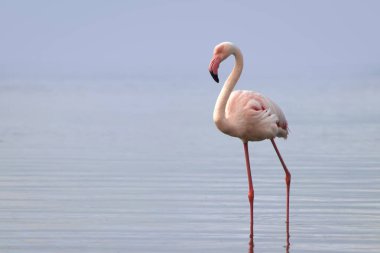 Vahşi Afrika kuşları. Mavi bir gölde parlak bir arka planda tek başına büyük bir Afrika flamingosu