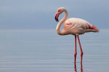 Vahşi Afrika kuşu. Pembe Afrikalı flamingo güneşli bir günde mavi gölde