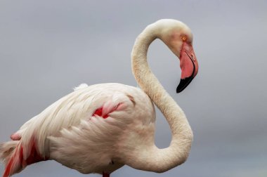 Mavi gökyüzüne karşı büyük bir flamingonun yakın çekimi.