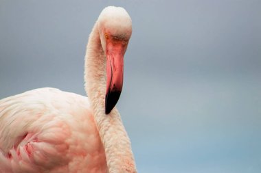 Vahşi Afrika Kuşları. Bulanık mavi arka planda büyük bir flamingoya yakın çekim