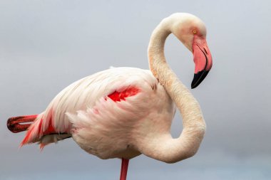Vahşi Afrika Kuşları. Bulanık mavi arka planda büyük bir flamingoya yakın çekim