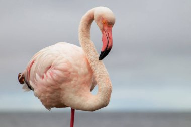 Vahşi Afrika Kuşları. Bulanık mavi arka planda büyük bir flamingoya yakın çekim