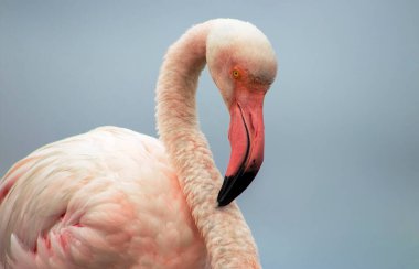 Mavi gökyüzüne karşı büyük bir flamingonun yakın çekimi.