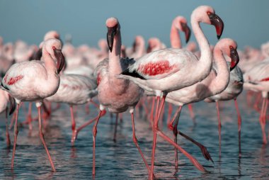 Afrika vahşi kuşları. Mavi gölde parlak gökyüzüne karşı pembe flamingo sürüsü