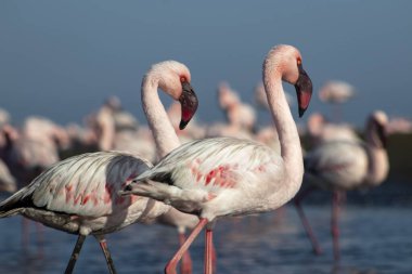Afrika vahşi kuşları. Mavi gölde parlak gökyüzüne karşı pembe flamingo sürüsü