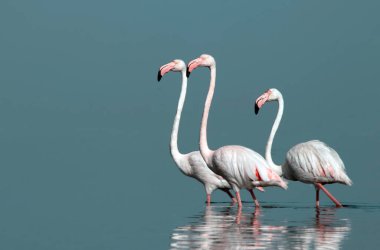Afrika vahşi kuşları. Gökyüzüne karşı mavi gölde büyük bir flamingo sürüsü