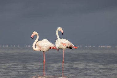Vahşi Afrika kuşları. Mavi gölün etrafında parlak gökyüzüne karşı yürüyen iki büyük Afrikalı flamingo.