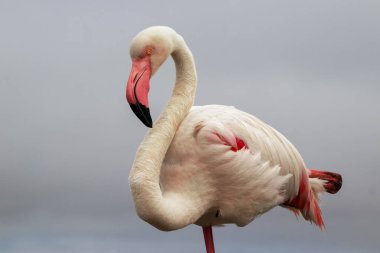 Vahşi Afrika kuşu mavi gökyüzüne karşı büyük bir flamingoya yakın çekim yapıyor..