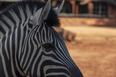  Afrika vahşi hayvanları. Bulanık arkaplanda yakın plan zebra.